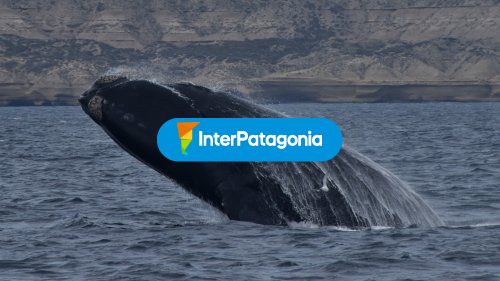 Ballena