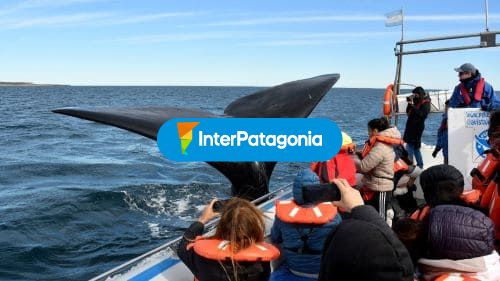 Avistaje de ballenas