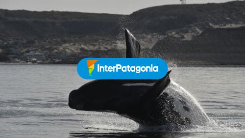 Ballenas