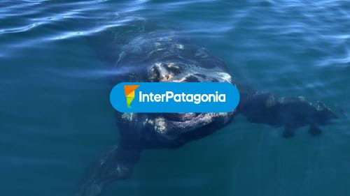 Ballena