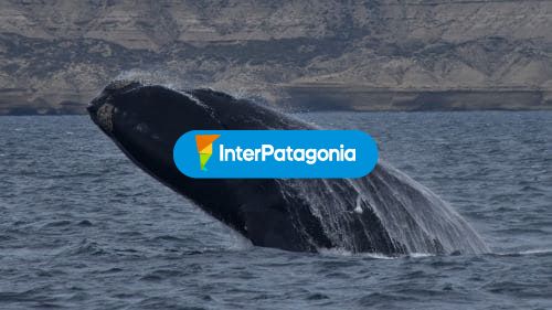 Ballena