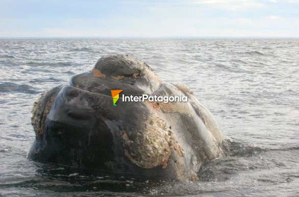 Ballena franca austral - Puerto Pirmides