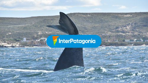 Cola de ballena