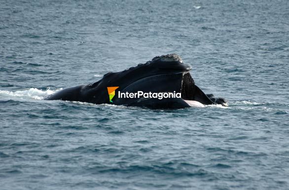 Con las barbas al viento - Puerto Pirmides