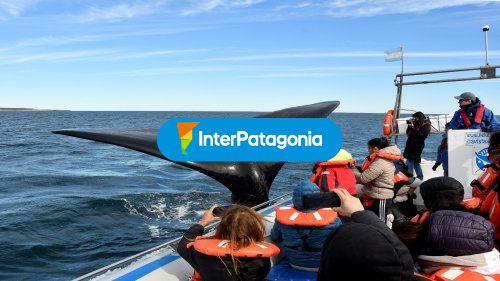 Avistaje de ballenas