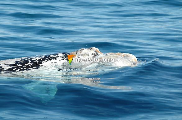 Cachorro albino - Puerto Pirmides