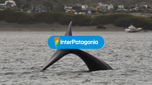 Cola de ballena