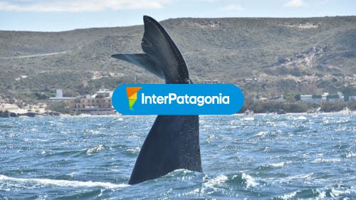 Cola de ballena