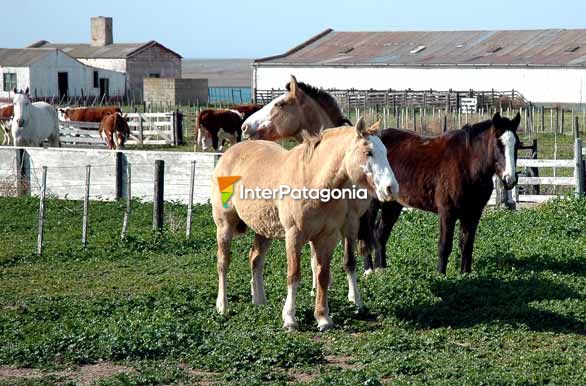 Equinos al sol - Puerto Pirmides