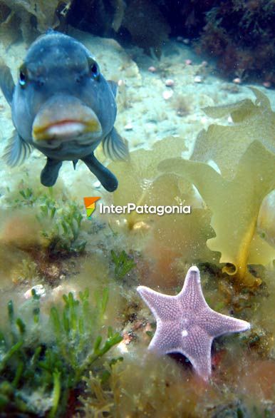 Fauna marina - Puerto Pirmides