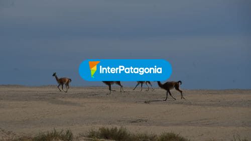 Guanacos