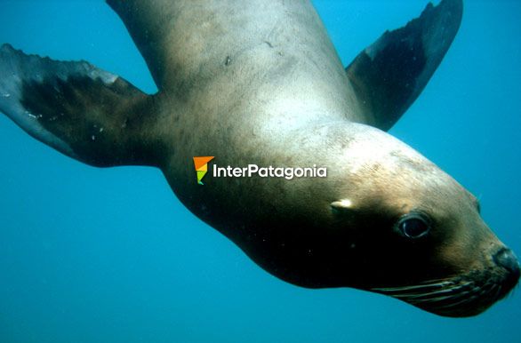 Lobo marino - Puerto Pirmides