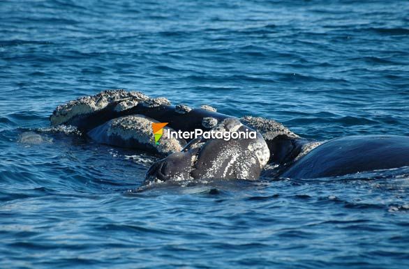 Madre y cra - Puerto Pirmides