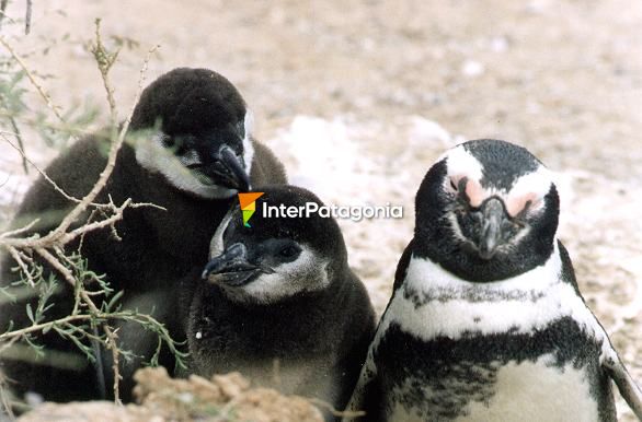 Penguins - Puerto Pirmides