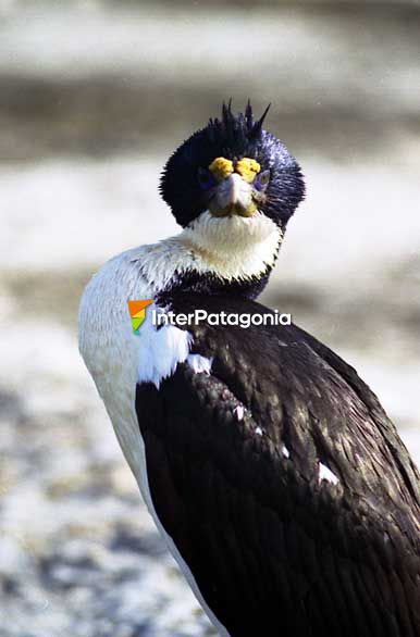 Pose natural - Puerto Pirmides