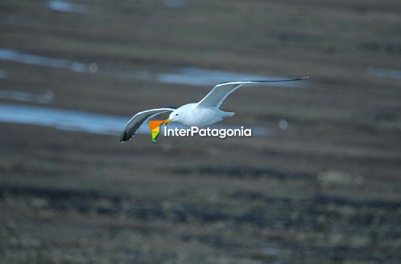 El vuelo de la gaviota - Puerto Pirmides