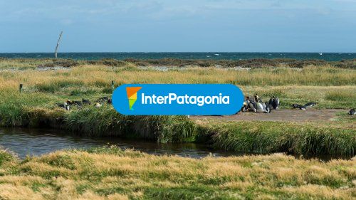 Parque pinguino rey