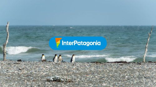 Pinguinos en Parque pinguino rey