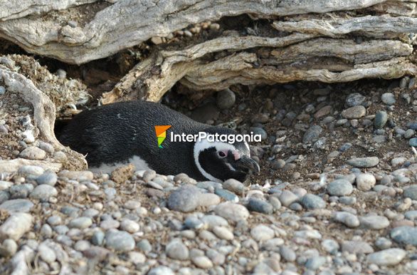 Pinginos en Punta Entrada - Puerto Santa Cruz