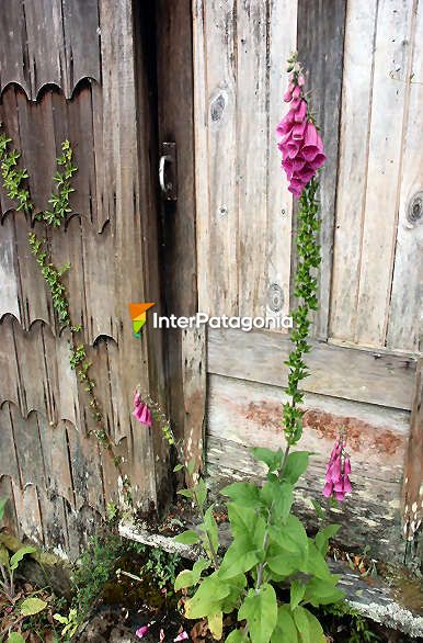 Madera antigua y flores - Puerto Varas