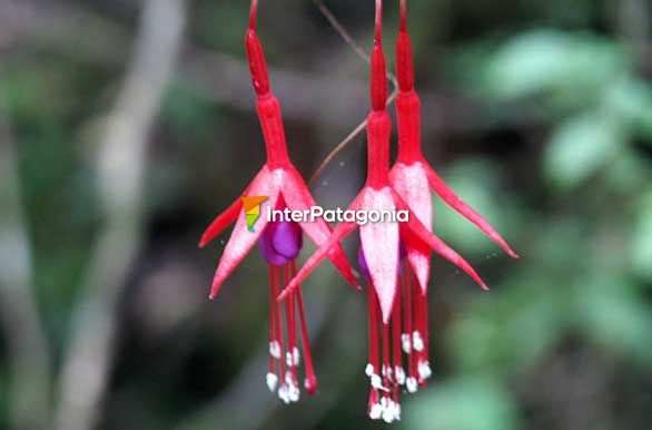 Flora autctona - Puerto Varas