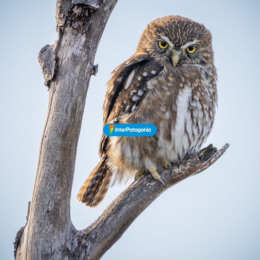 B�ho - Punta Arenas
