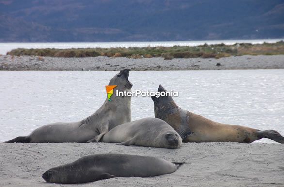 Lobos en Baha Ainsworth - Punta Arenas