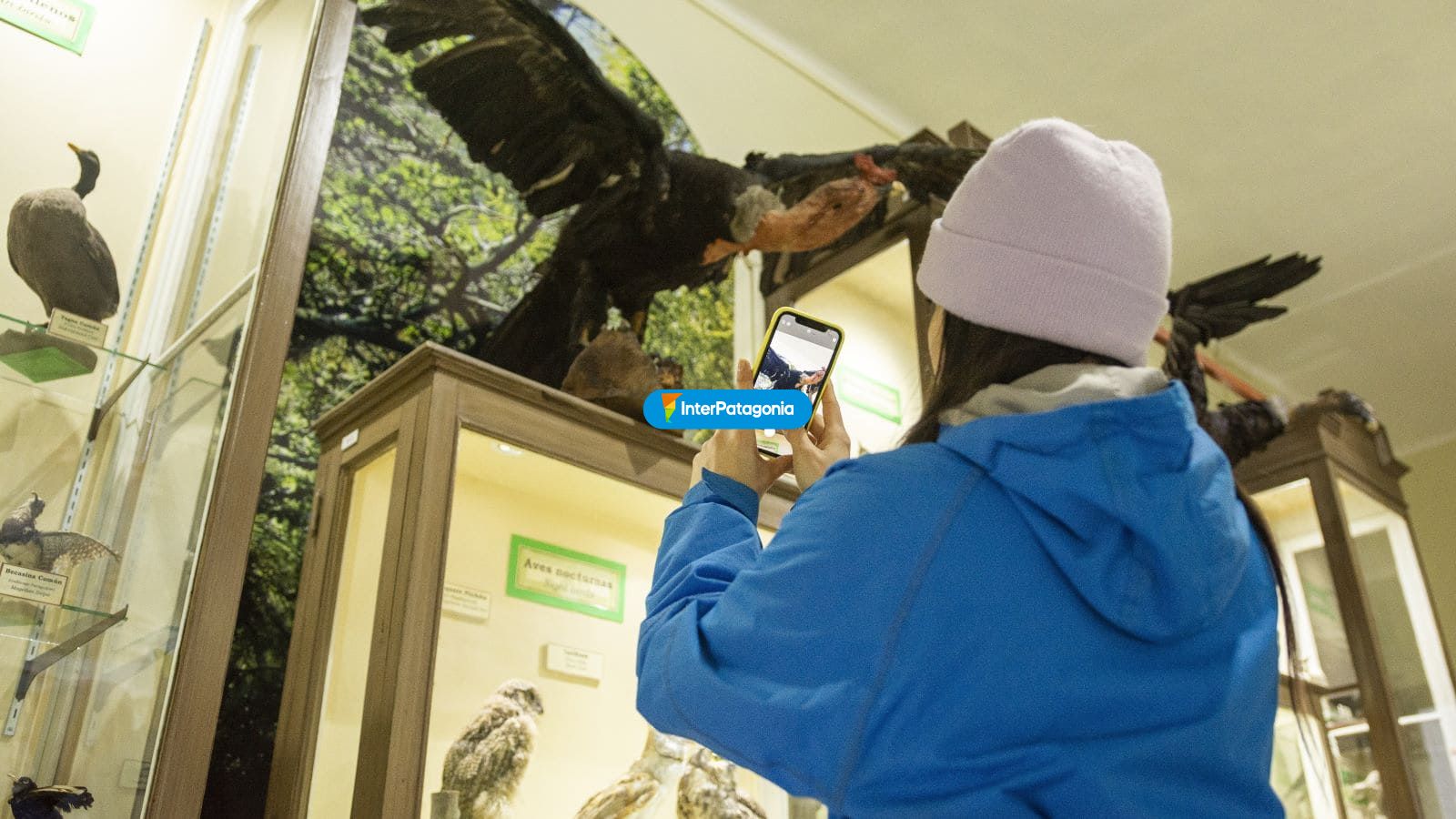 Museo de aves - Punta Arenas