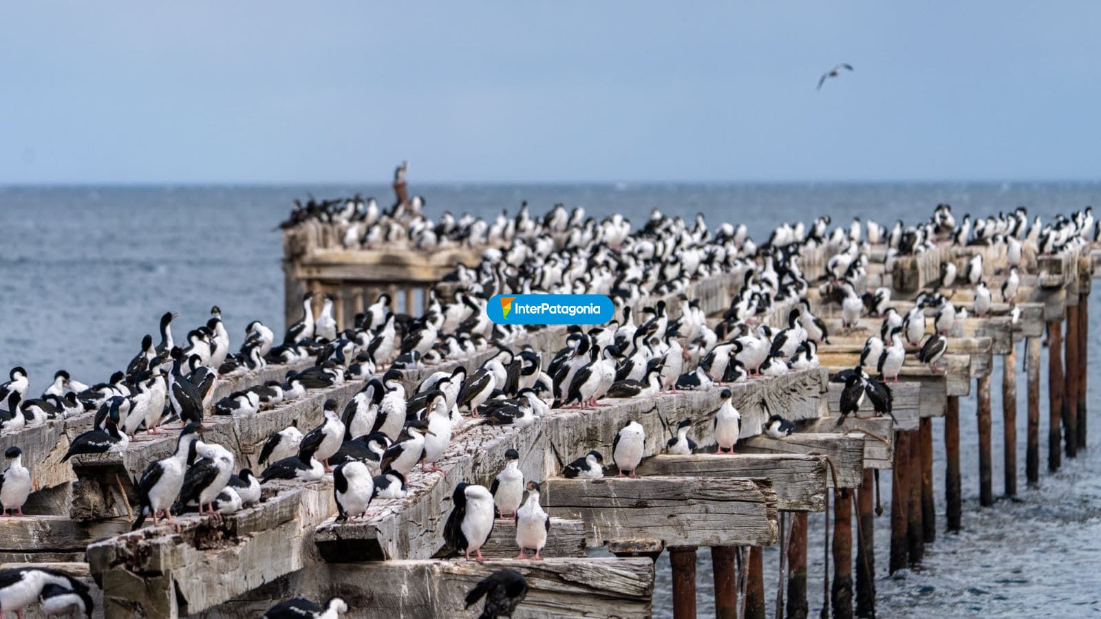 Ping�inos - Punta Arenas