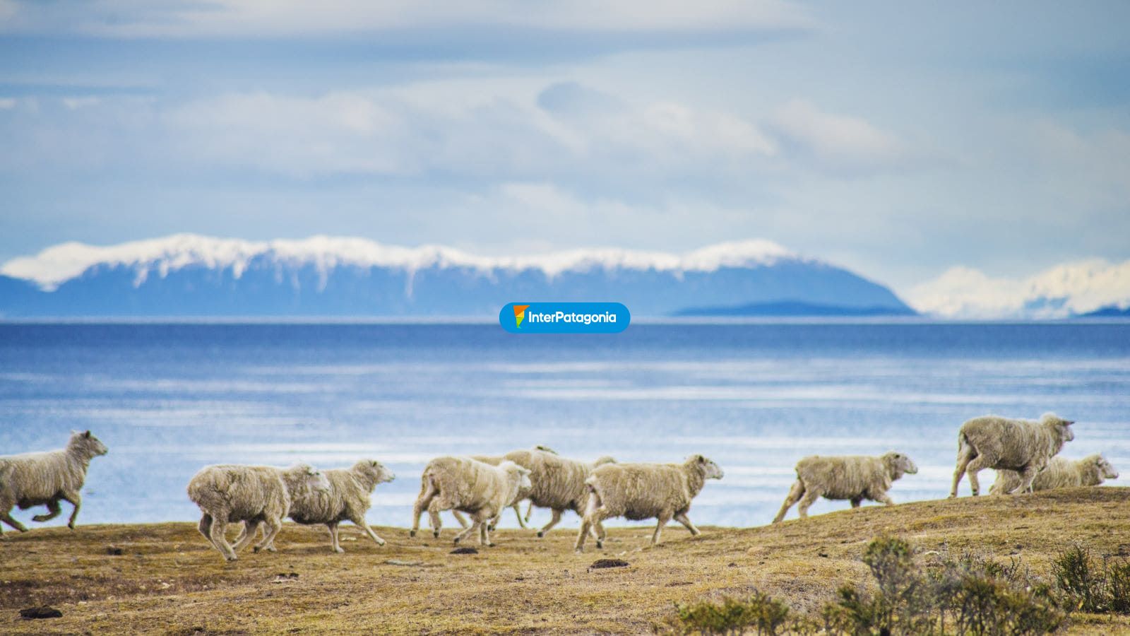 Ovejas - Punta Arenas