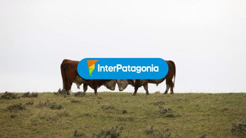 Vacas
