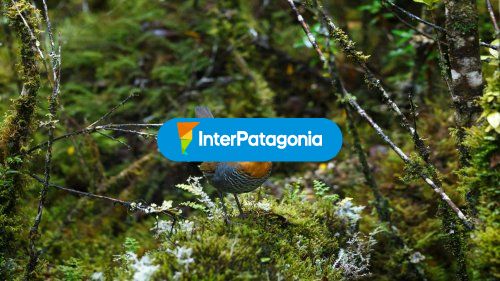 Aves autoctonas