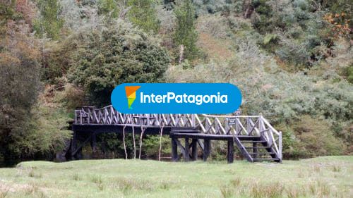 Exuberante vegetación tipo selva fría, El Pangue