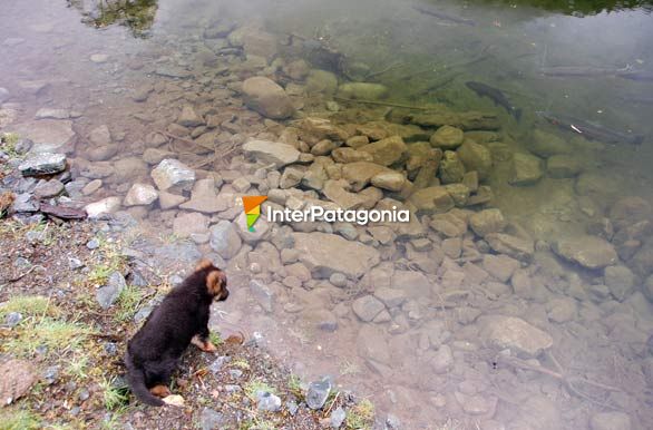 Pescador de truchas - Puyuhuapi