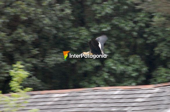 Southern Ibis - Puyuhuapi