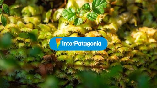 Otoño en parque nacional Quelat