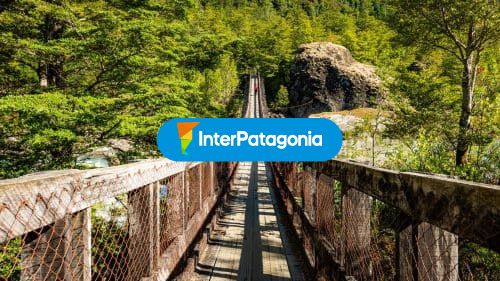 Puente en bosque Siempreverde