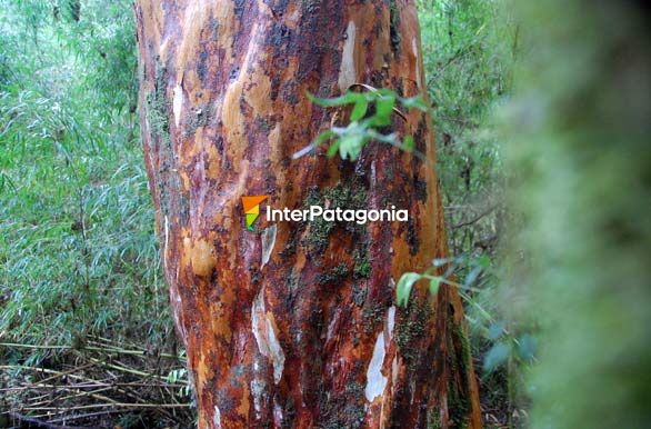 Myrtle trees - Puyuhuapi