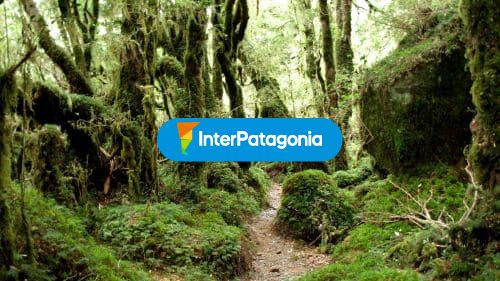 Inexplorado y virgen, Parque Nacional Queulat