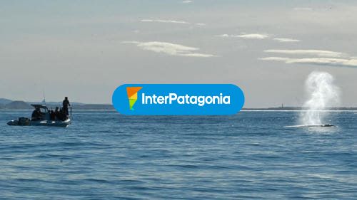 Avistaje de ballenas