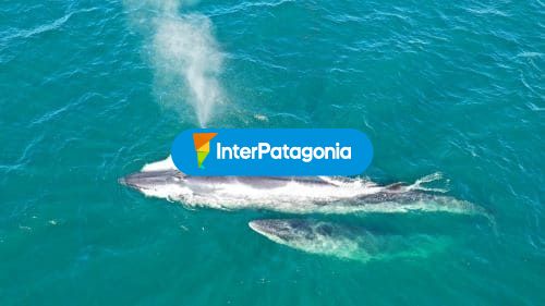 Ballena sei y su cría