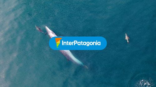 Ballena con sus crías