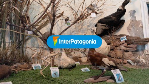 Fauna en el museo
