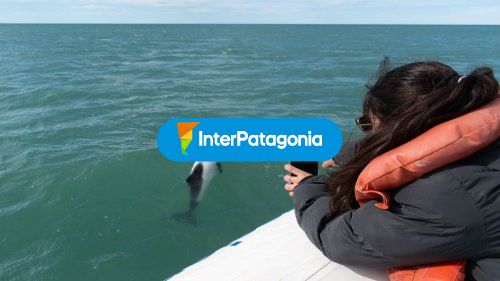 Fotografiando delfines