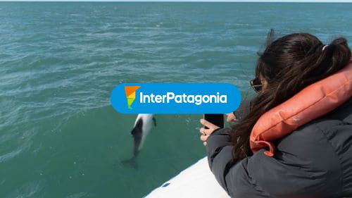 Fotografiando delfines