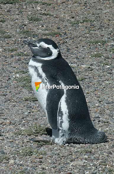 Pingüino Punta Tombo