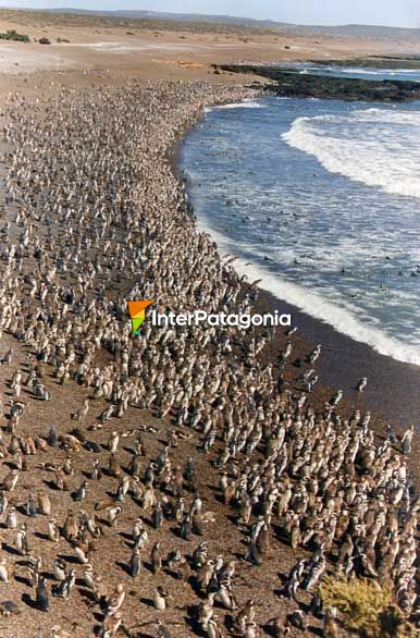 Un mar de pingüinos