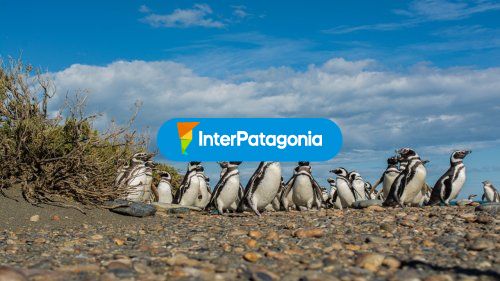 Pinguinos Cabo Virgenes