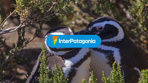 Pinguinos
