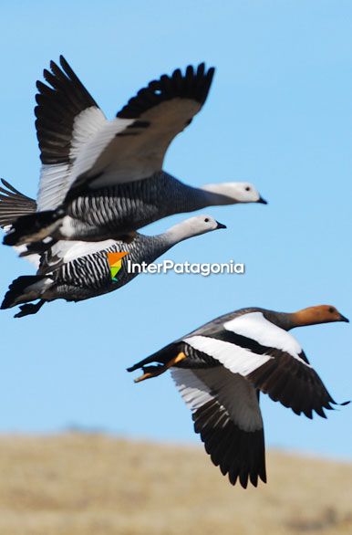 Cauquenes en vuelo - Ro Gallegos